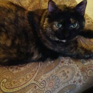 Meet your Posher, Piper